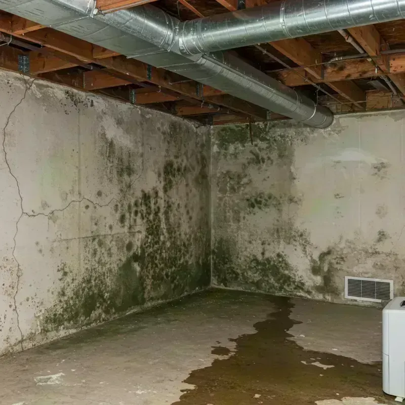 Professional Mold Removal in Depoe Bay, OR